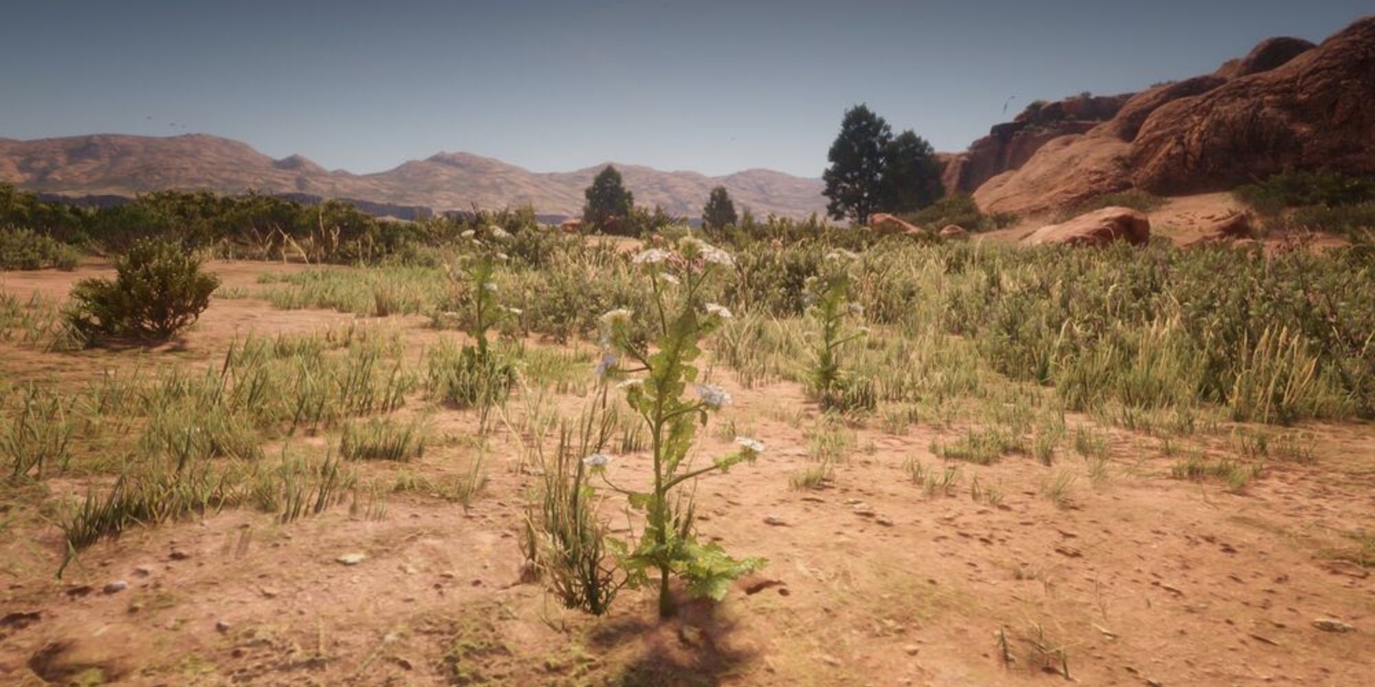 Red Dead Redemtpion 2 wild carrot top growing in the desert