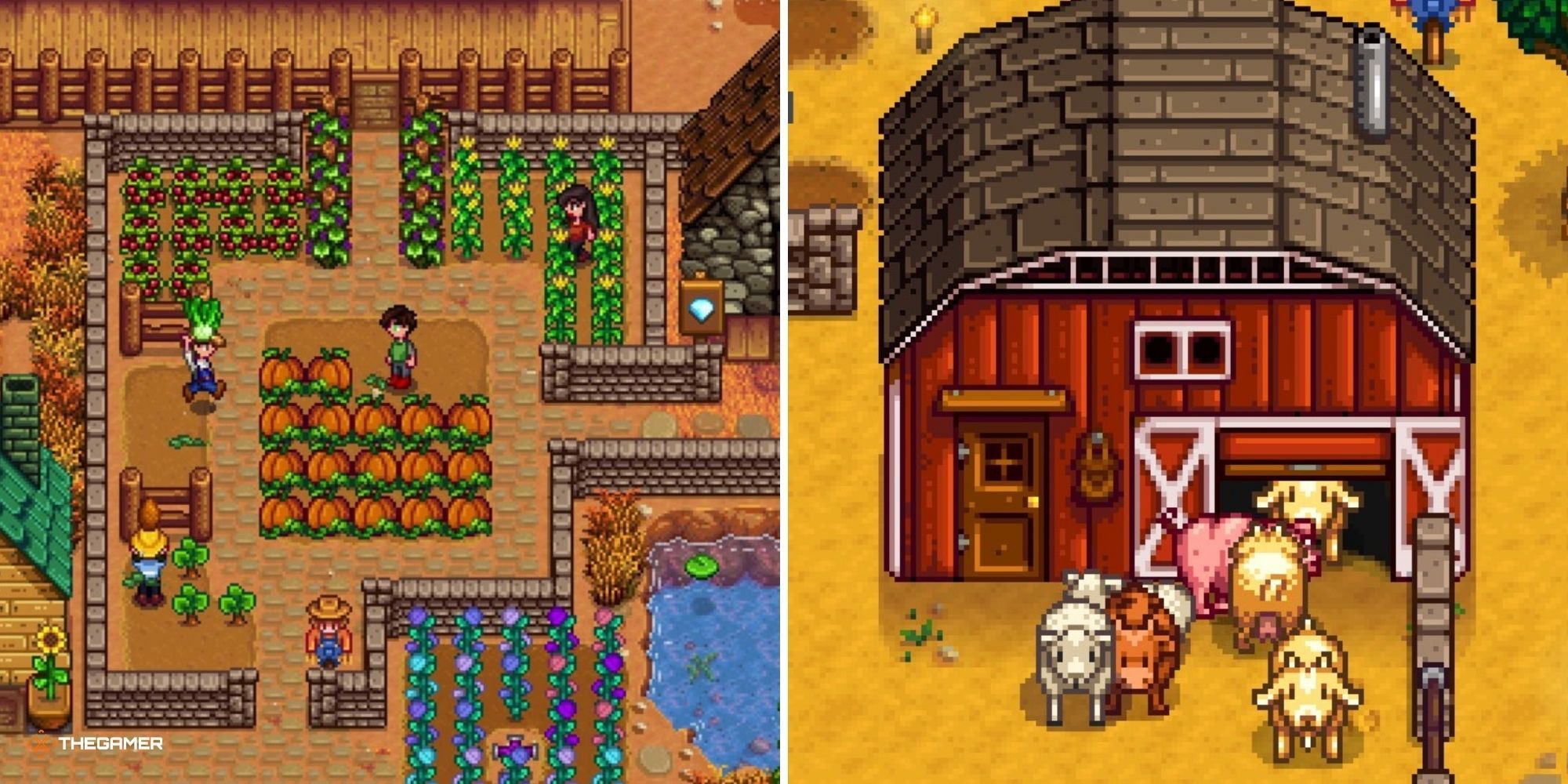 Split image of Stardew Valley - player harvesting crops on left, barn with animals coming out of it on right