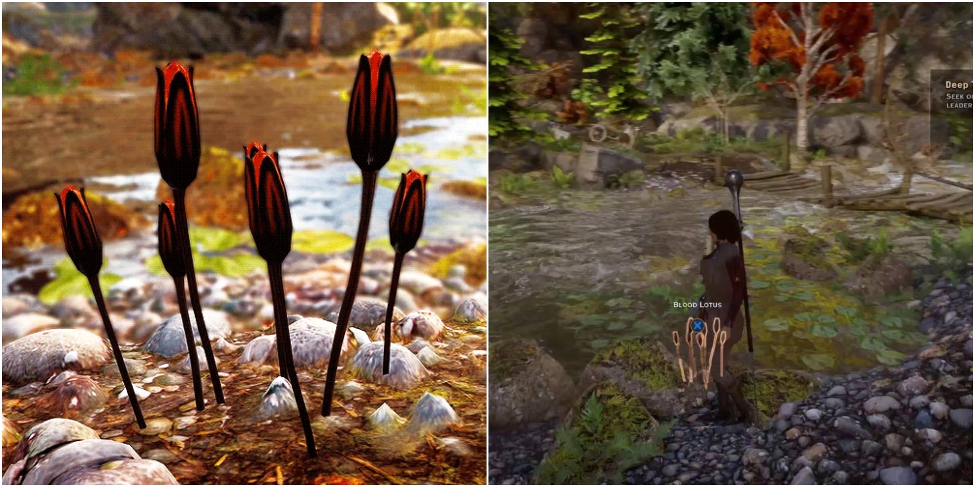 Dragon Age: Inquisition Blood Lotus Herb