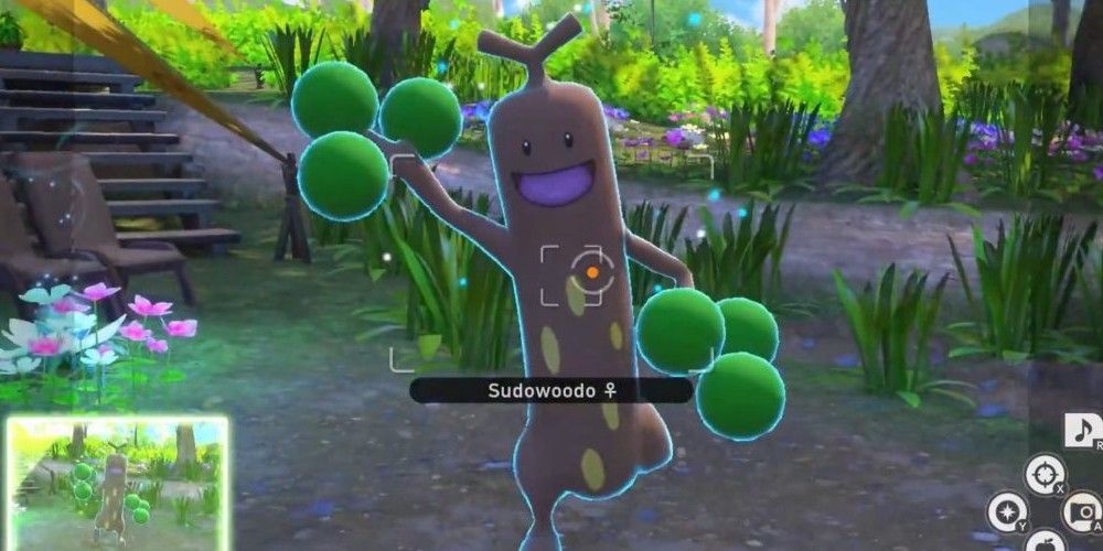 Sudowoodo posing in camera lens.