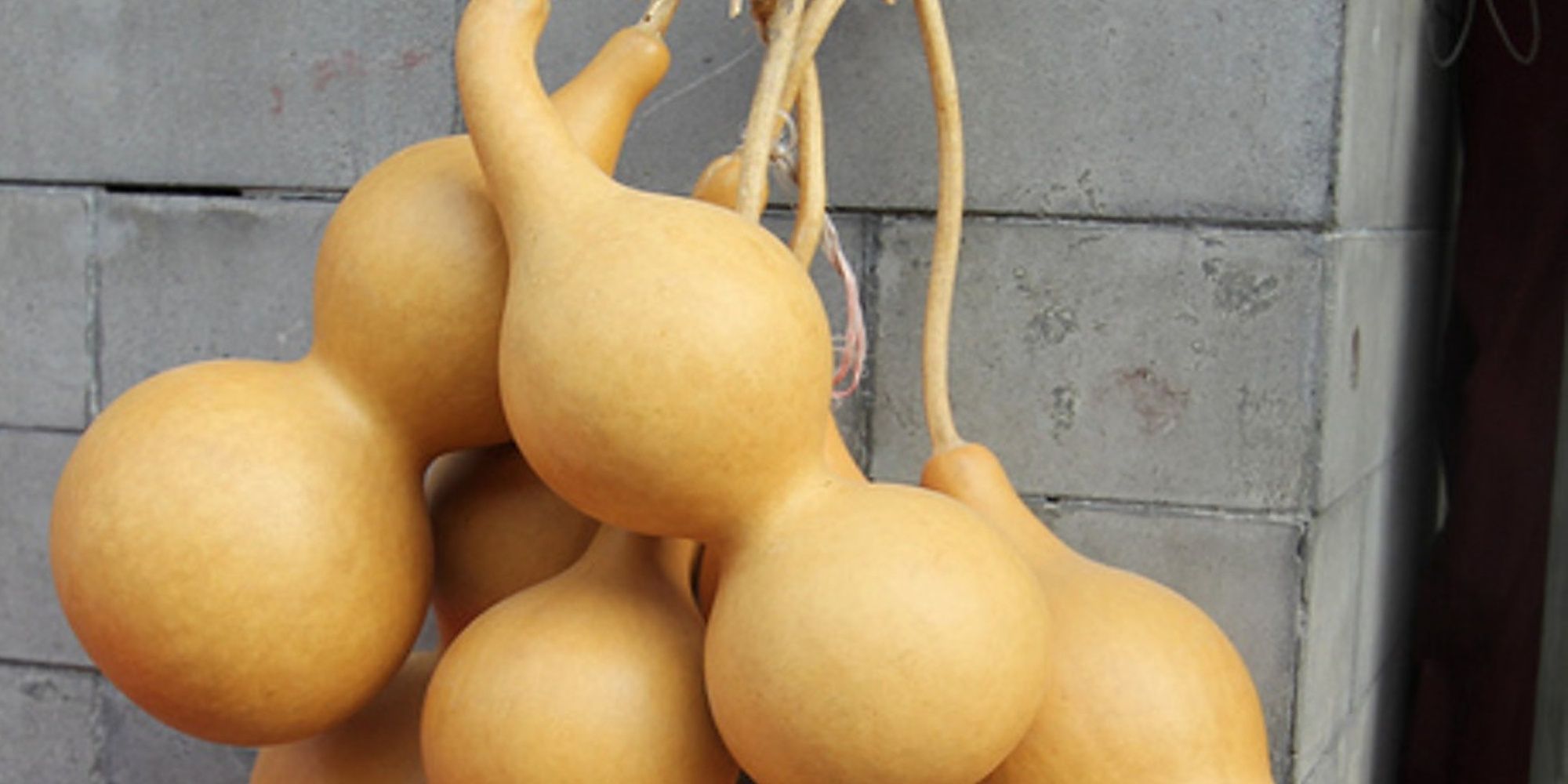 Bunch of beige calabash (bottle) gourds