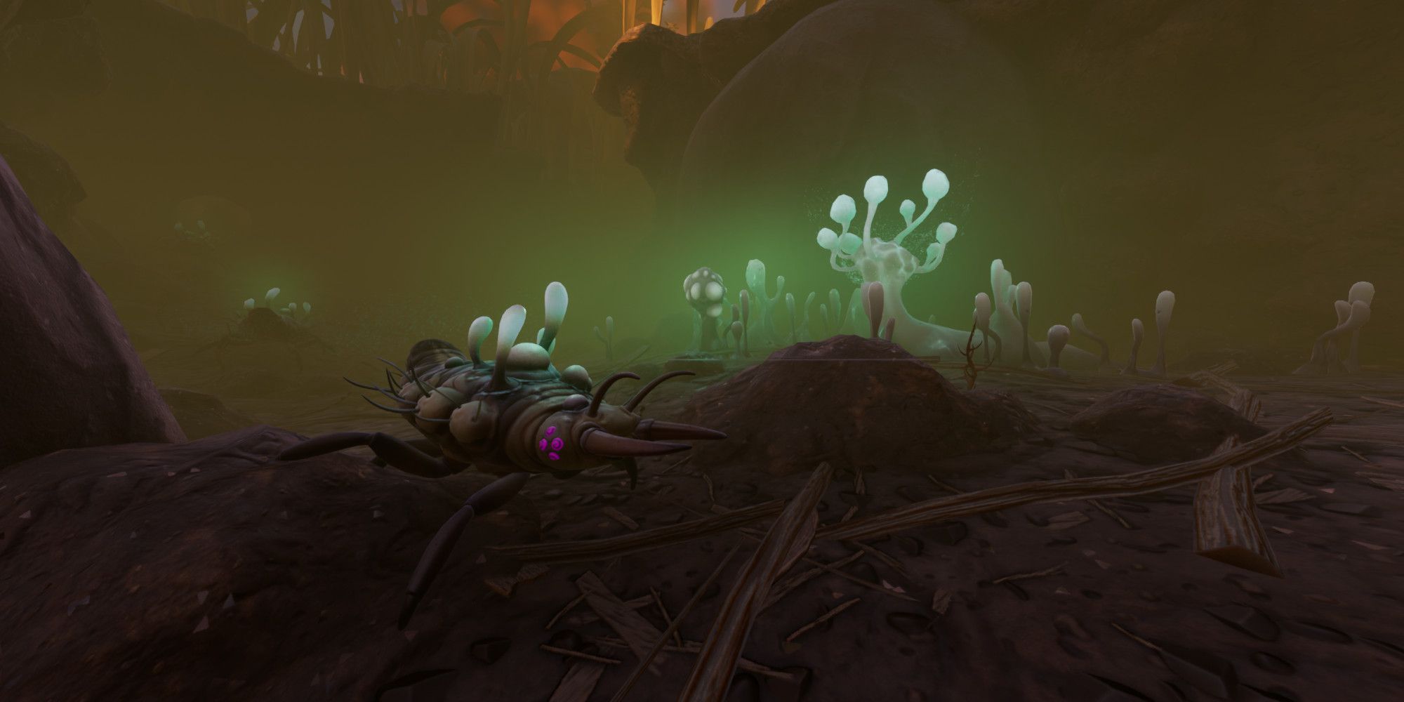 the haze. A foggy area with fungus everywhere and dead bugs with fungal infections and mushrooms growing out of them