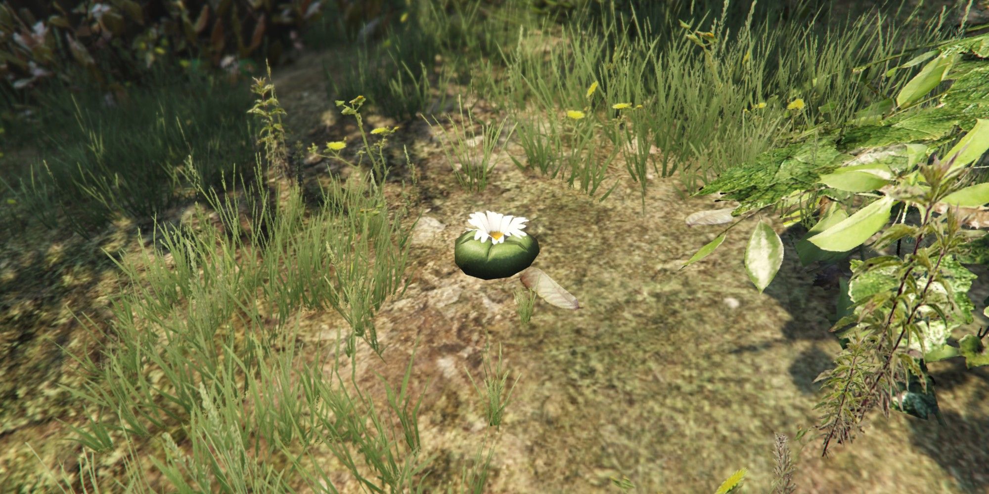 gta peyote plant