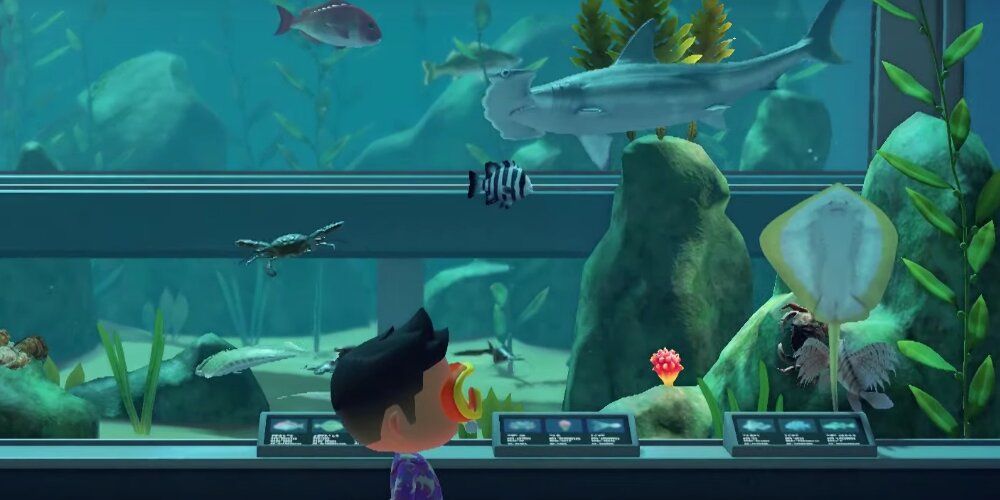 A Screenshot From Animal Crossing Gameplay Showing A Player In The Fish Exhibit Showing A Hammerhead Shark.