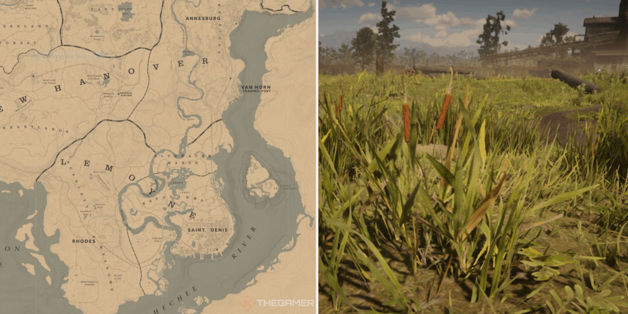 Common Bulrush locations map Red Dead Redemption 2 Online rdr2 org