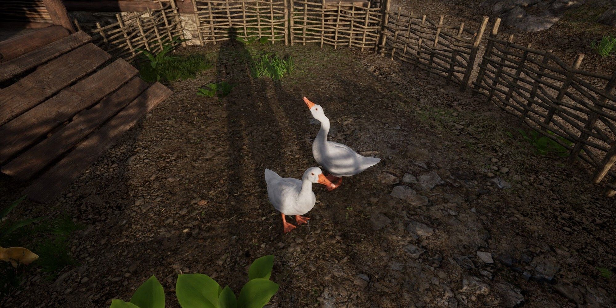 player looking at their 2 geese