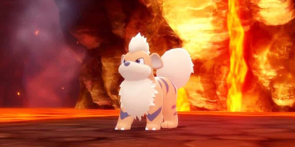 Growlithe about to use Burn Up