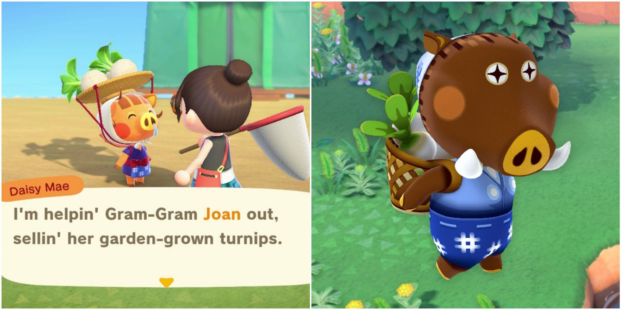 A split image from left to right: Daisy Mae talking to a player in the plaza, and Joan carrying a basket of turnips on her back