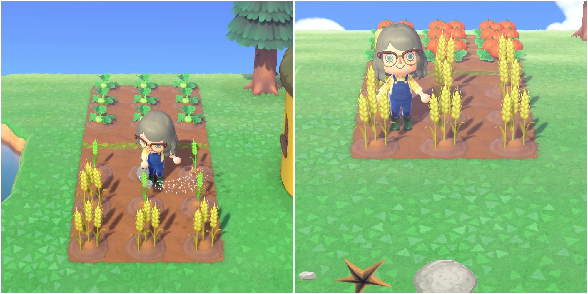 A split image from left to right: a player waters a patch of wheat, and a player stands in a fully grown patch of wheath