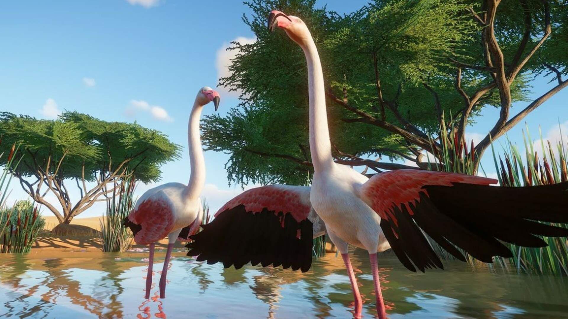 Planet Zoo Flamingos