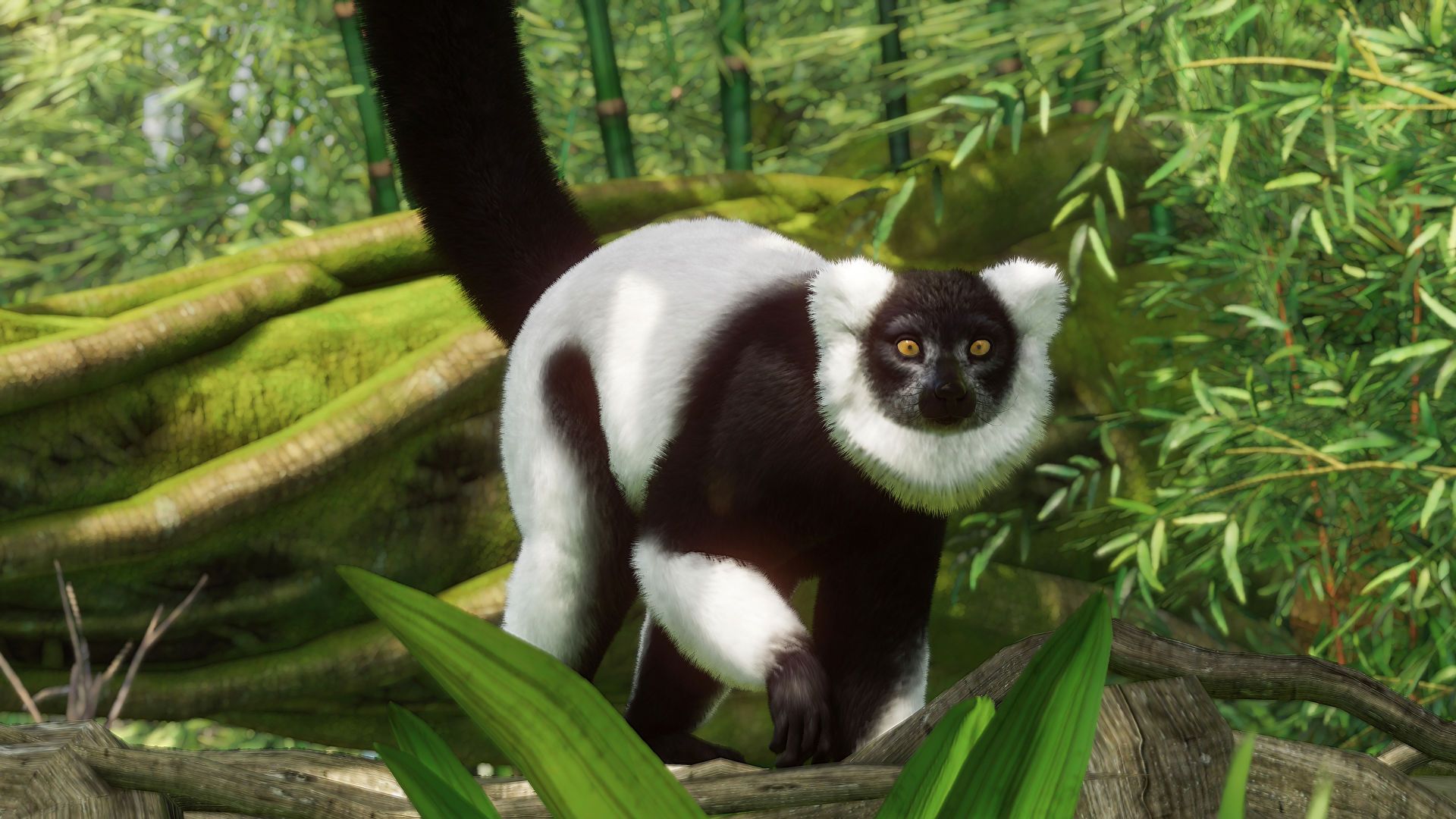 Planet Zoo Lemur