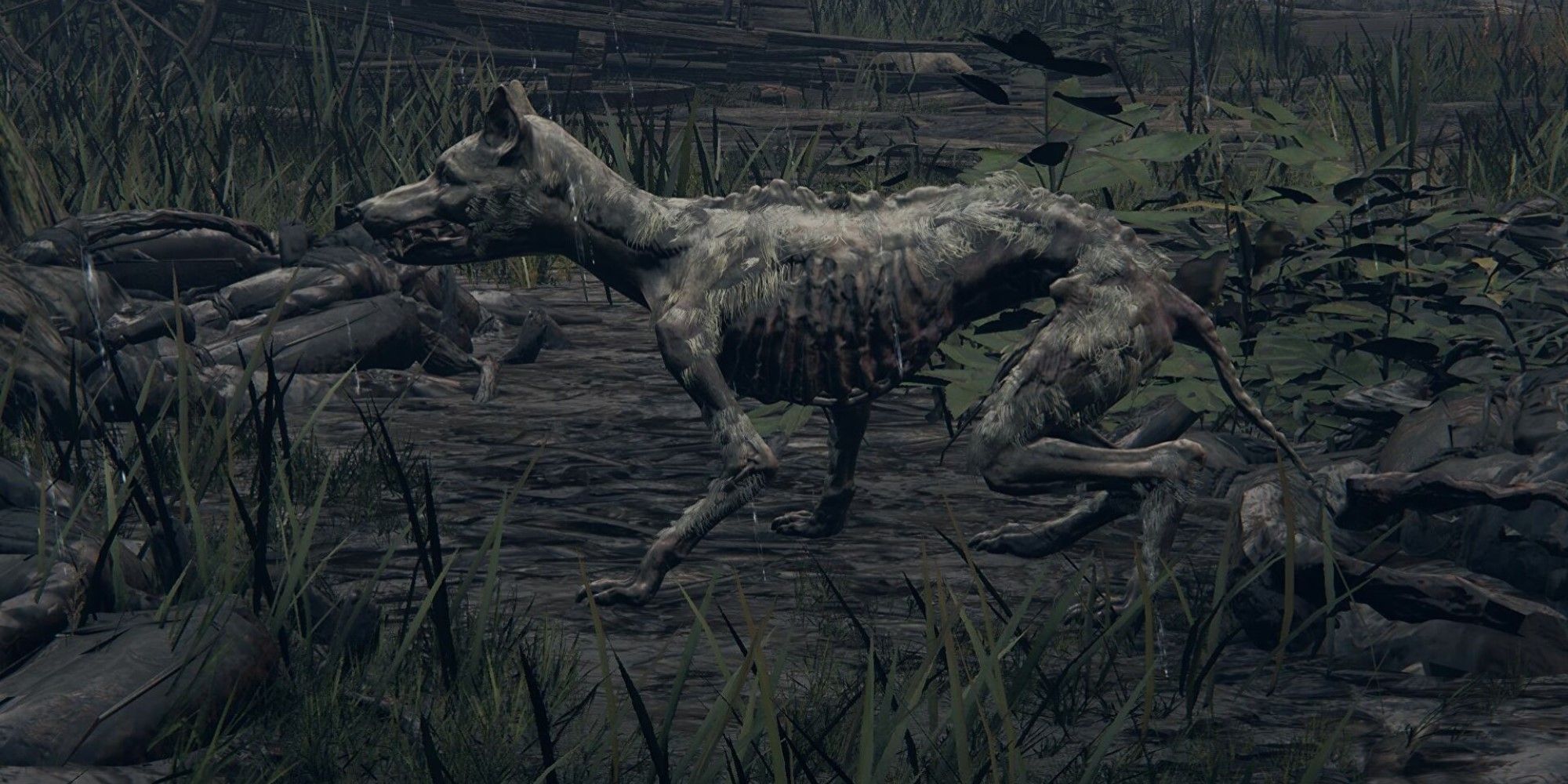 elden ring dogs