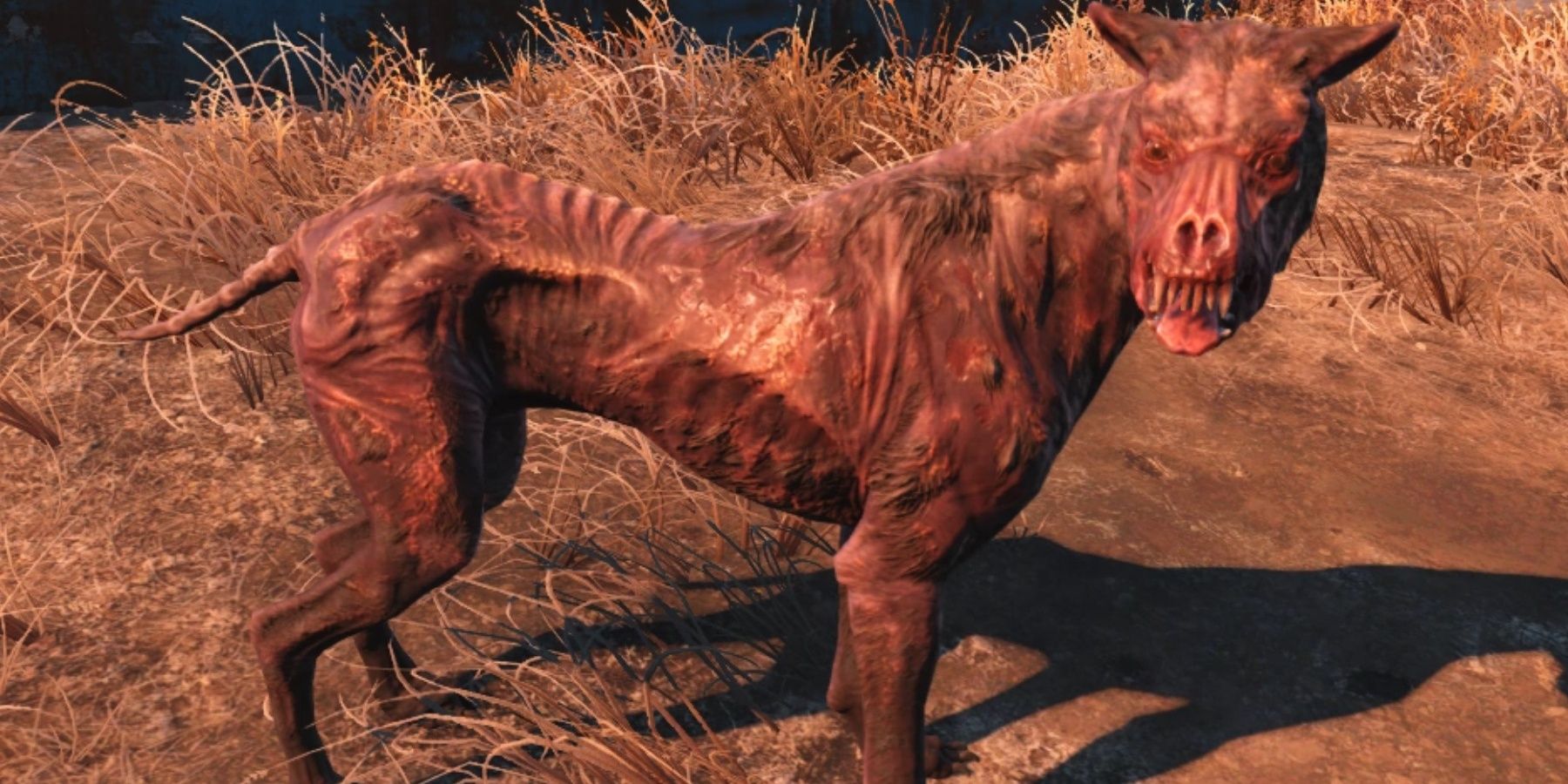 Fallout Random Encounters Wounded Dog awaits the player.