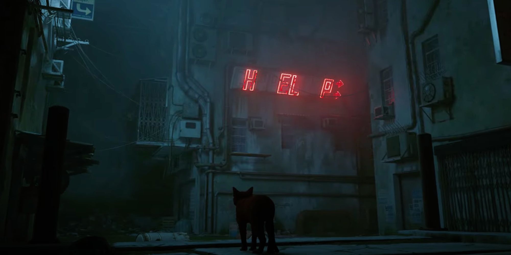 stray dead city cat looking at help sign