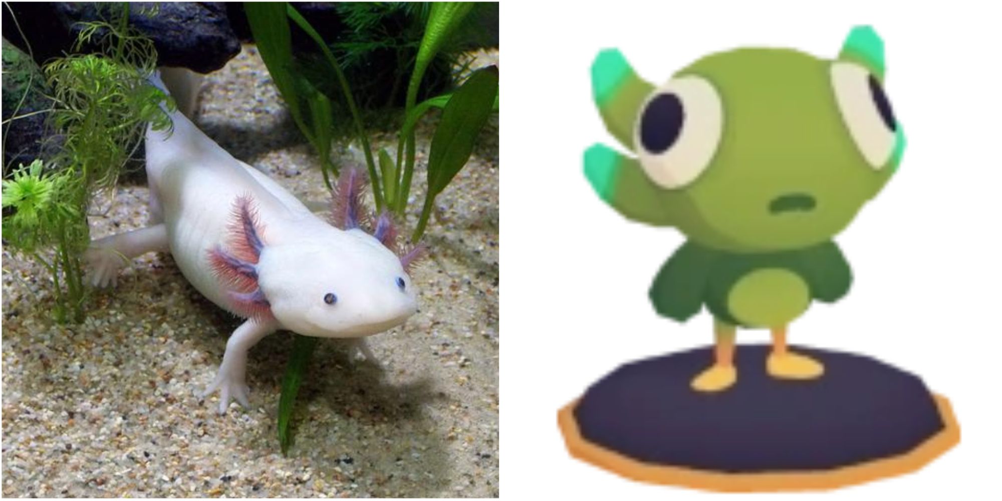 axolotl and quabbo ooblet
