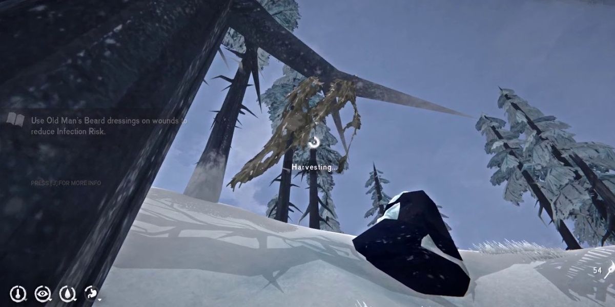 The Long Dark Harvesting Old Man's Beard Lichen Story