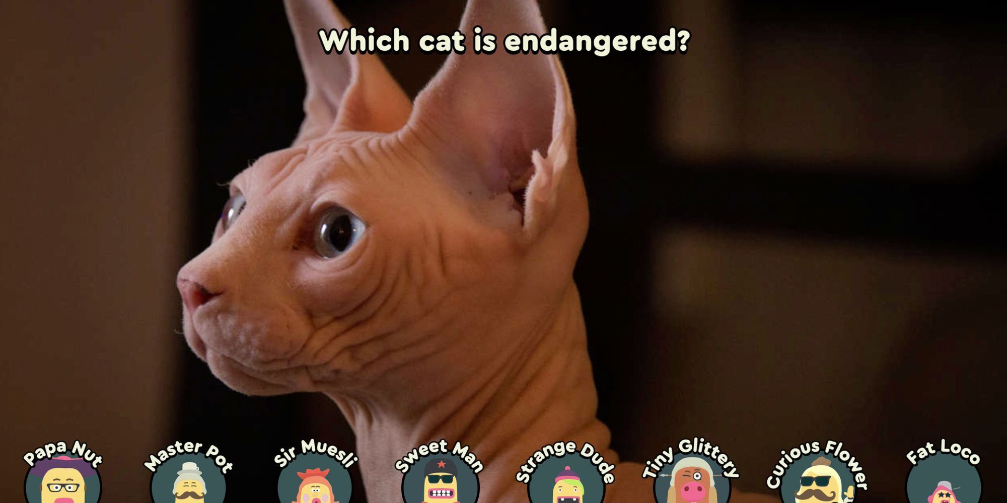 8 players are asked "which cat is engangered?", with the background showing an image of a Sphynx cat