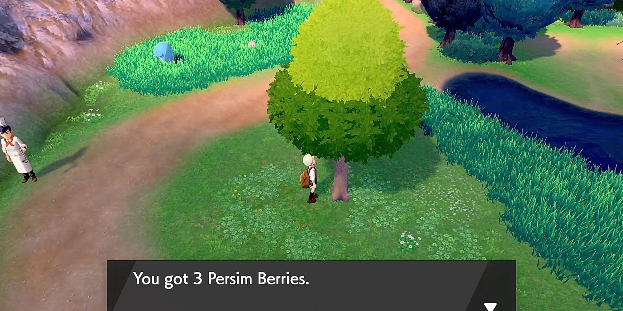 Collecting Persim Berries Pokemon Sword Shield