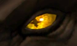 A Crossed Amber Eye