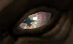 A Crossed Grey Eye