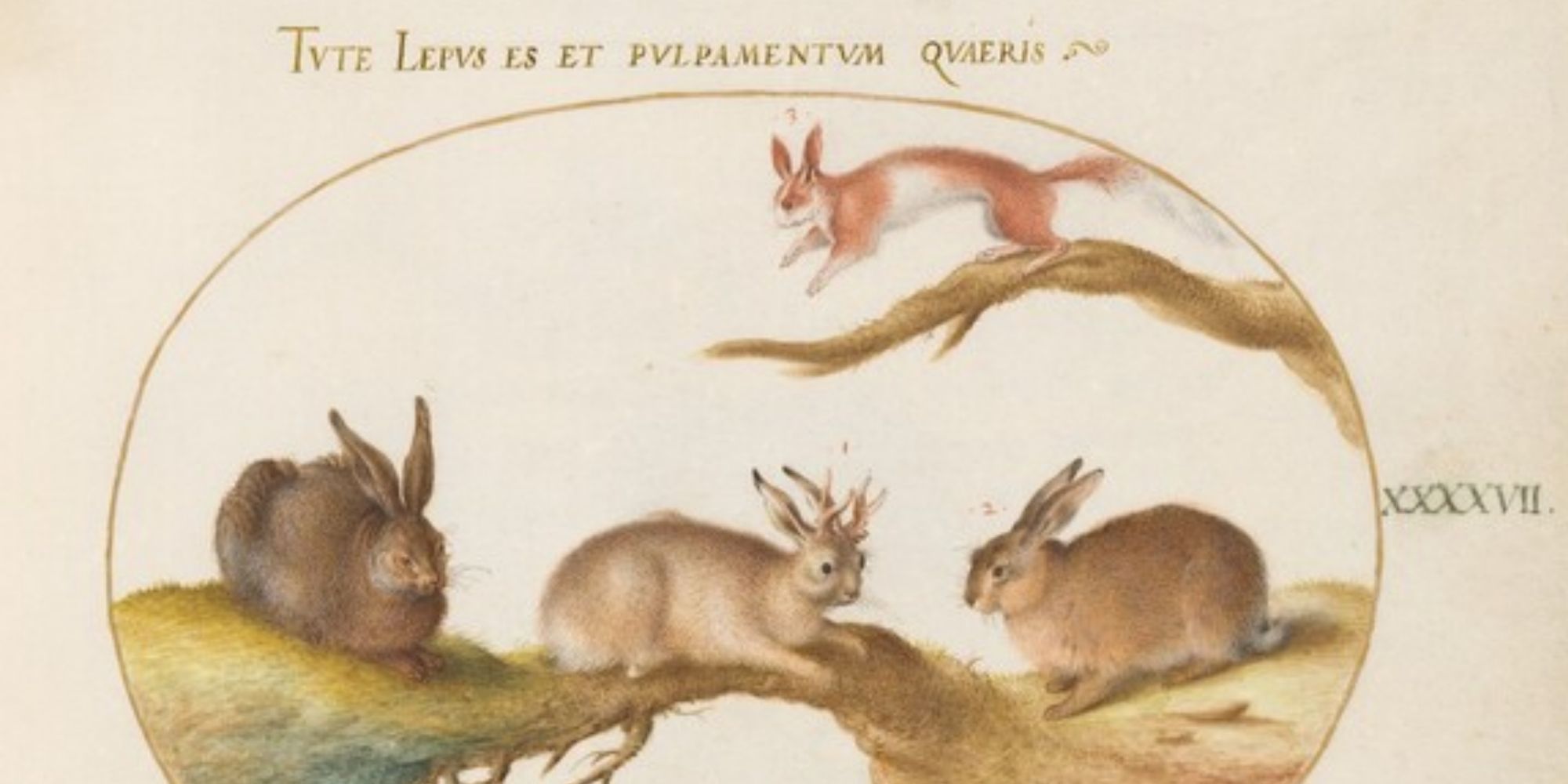 Public domain artwork Plate 47: A Hare, "Jackalope," a Rabbit, and a Spotted Squirrel, c. 1575/1580
