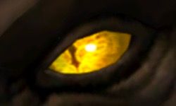 A Slit Amber Eye
