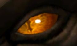 A Slit Dark Orange Eye