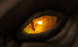 A Slit Orange Eye