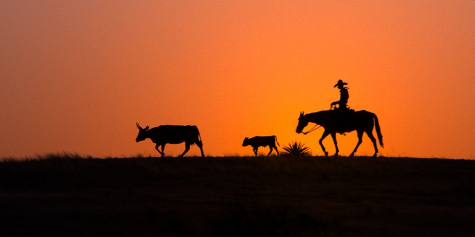 A cowboy on a horse, riding with some animals against a sunset.
