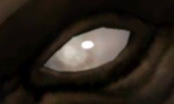 Blind grey eye