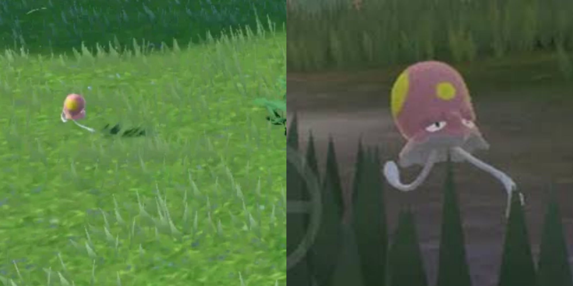 Split image screenshots of Toedscool running in Pokemon Scarlet & Violet.