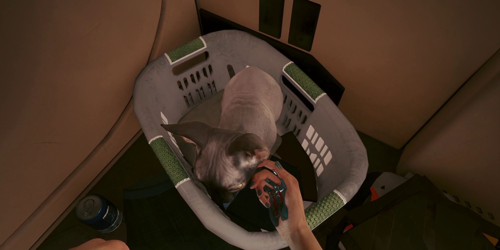V petting Nibbles in a laundry basket