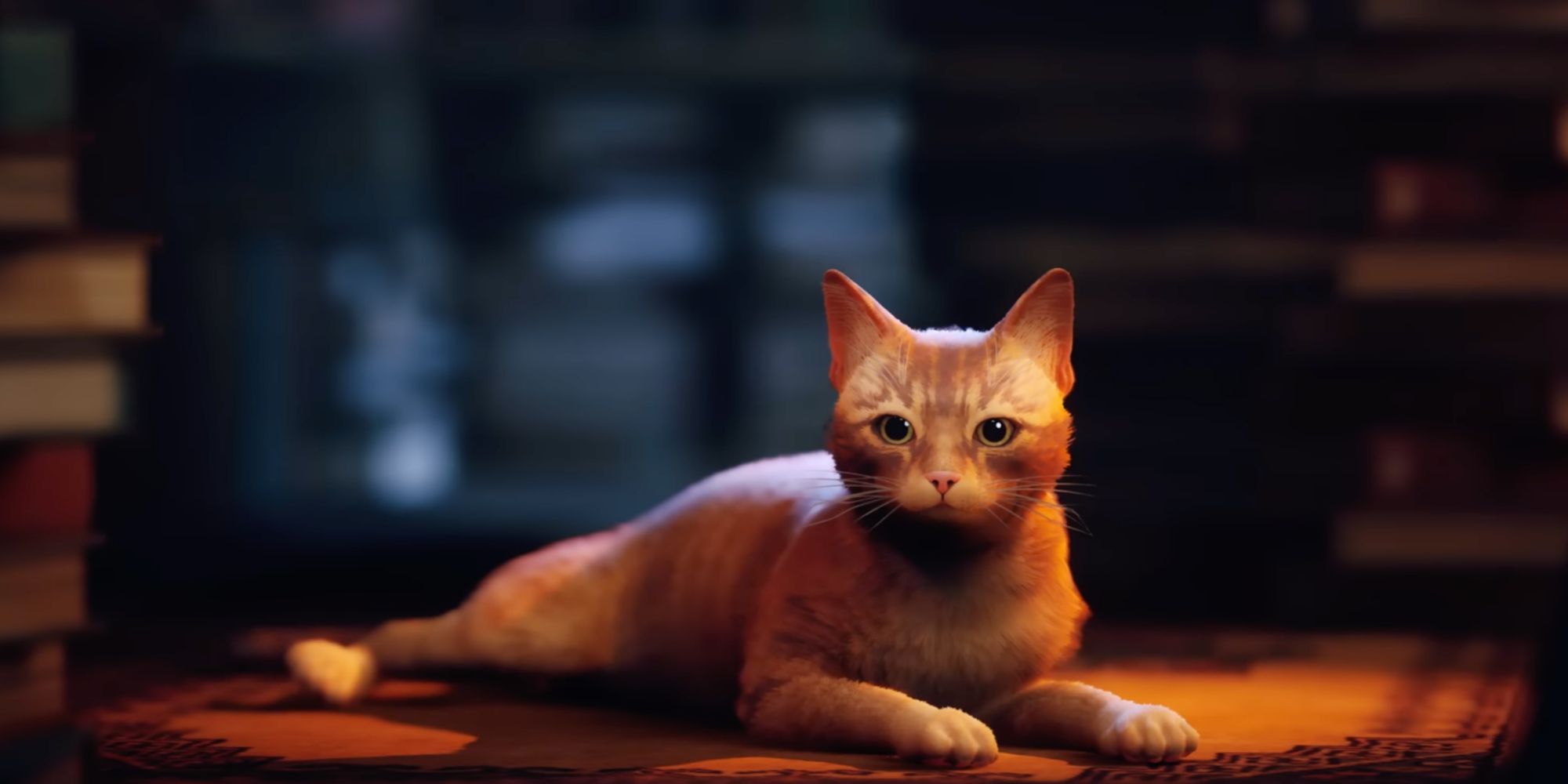 The Cat from Stray