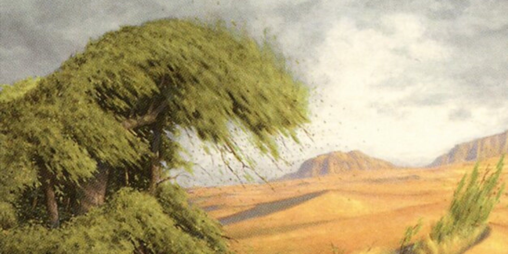 MTG A grassy verge in the middle of a desert