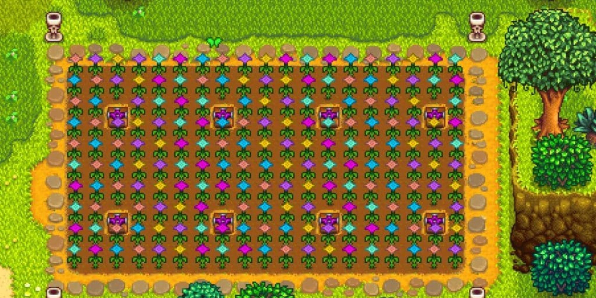 Stardew Valley's Summer Spangle in a large farm plot