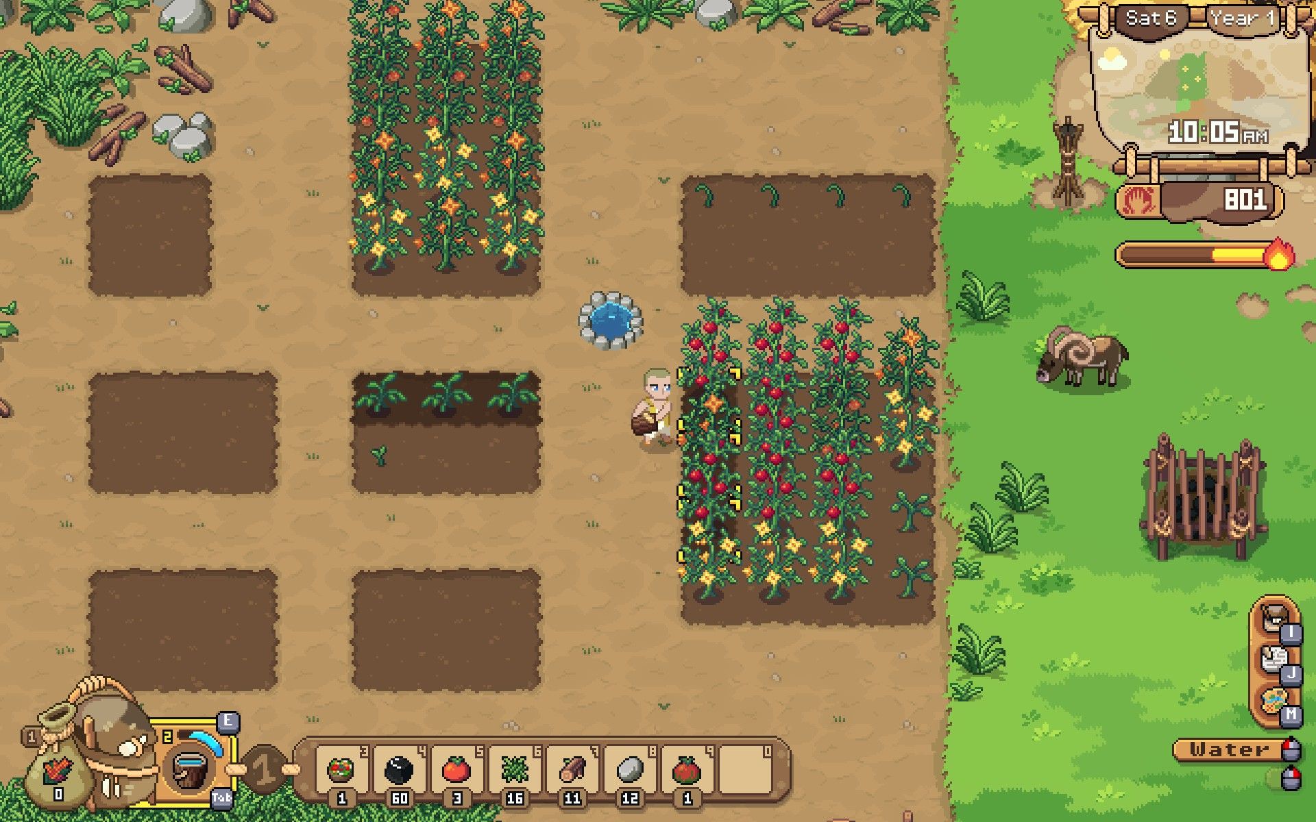 Watering a group of tomato plants in the village.