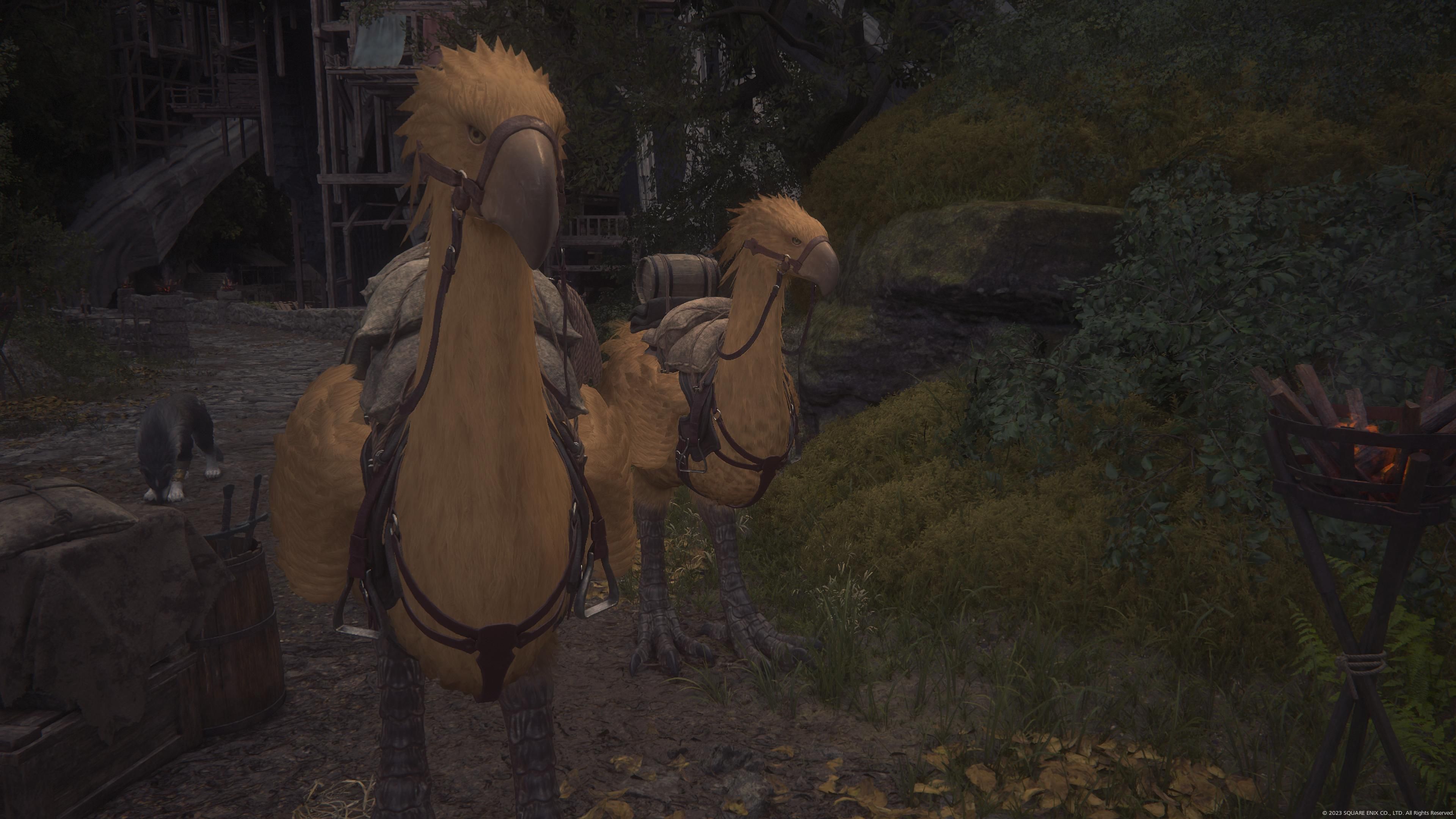 Final Fantasy 16 - Sanbreque - Chocobos outside Lostwing