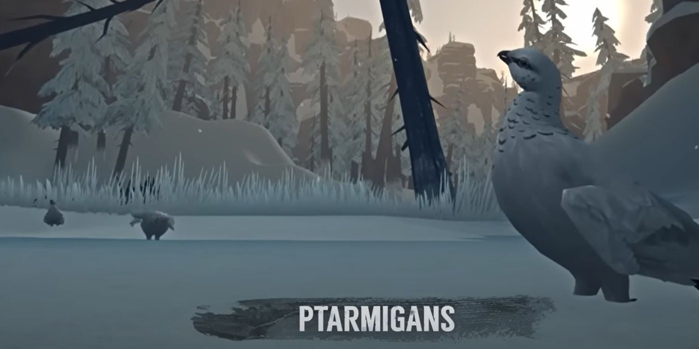 The Long Dark Ptarmigan Flock Sitting In The Snow At Sunset Three Birds