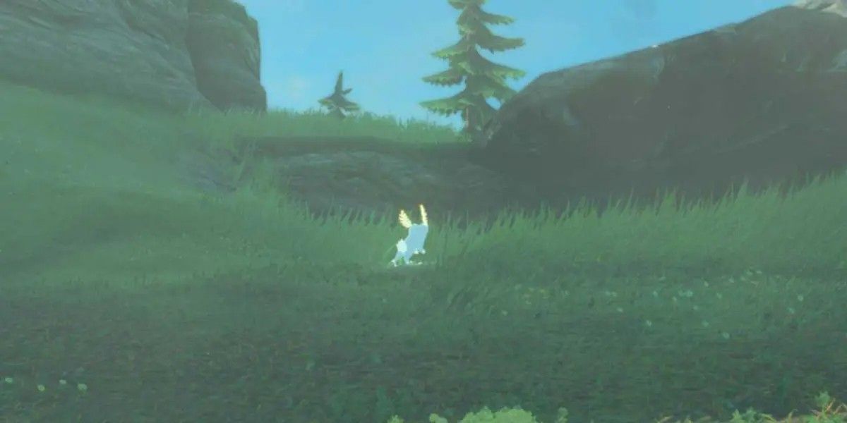 A Blupee running through a field of green grass