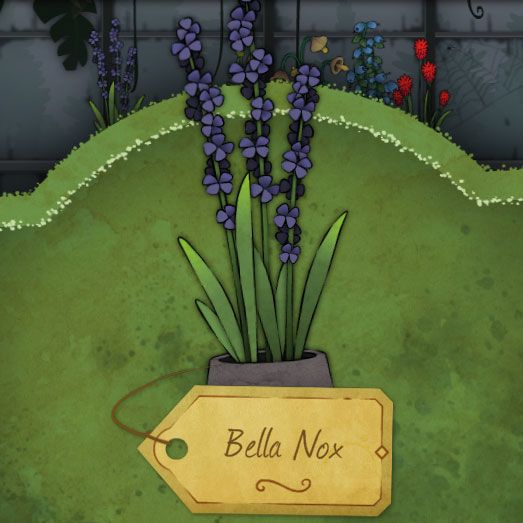 A plant with a long stalk and tiny, round dark purple flowers growing all over. The leaves are thin and grow upward like wild grass. It is called-Bella-Nox in Strange Horticulture.