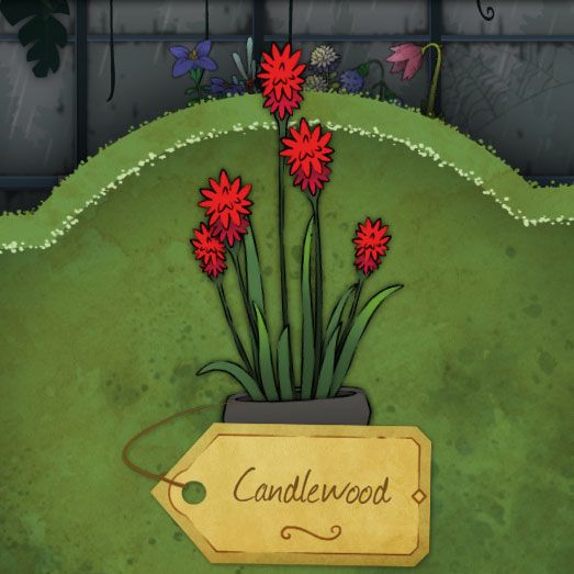 A bushy, red flower with straight leaves that look like grass blades called-Candlewood in Strange Horticulture