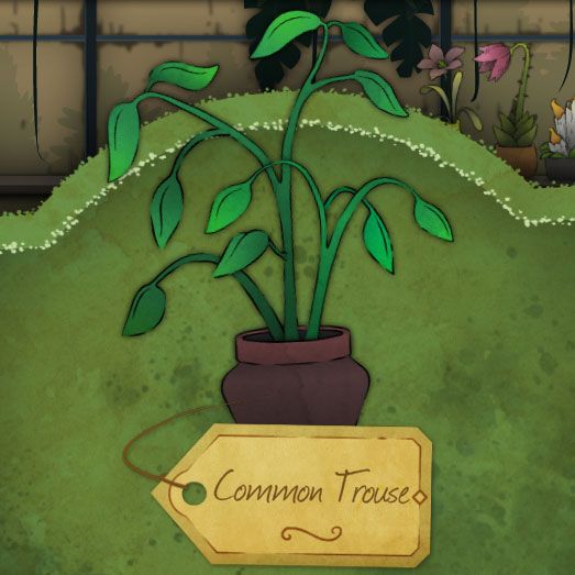 An unremarkable plant made up of sparse green leaves called Common Trouse in Strange-Horticulture