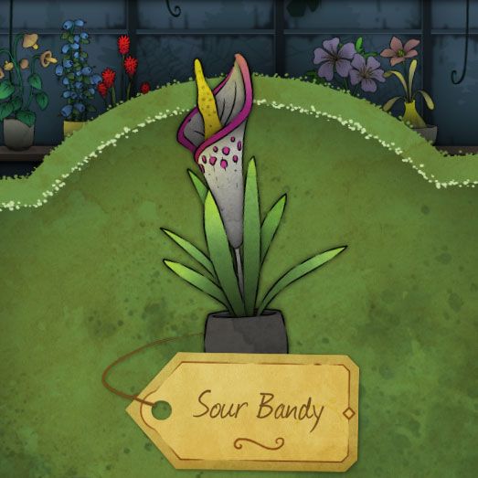 This flower looks much like an oddly colored Calla Lily. Its stamen is yellow. The most remarkable thing about it is the dotted magenta pattern extending along its upper side. It is called Sour Bandy in Strange Horticulture.