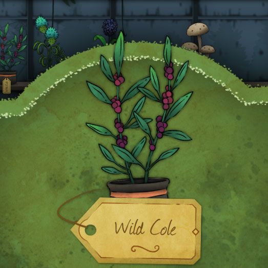 A plant with reddish purple berries called Wild-Cole in Strange Horticulture.
