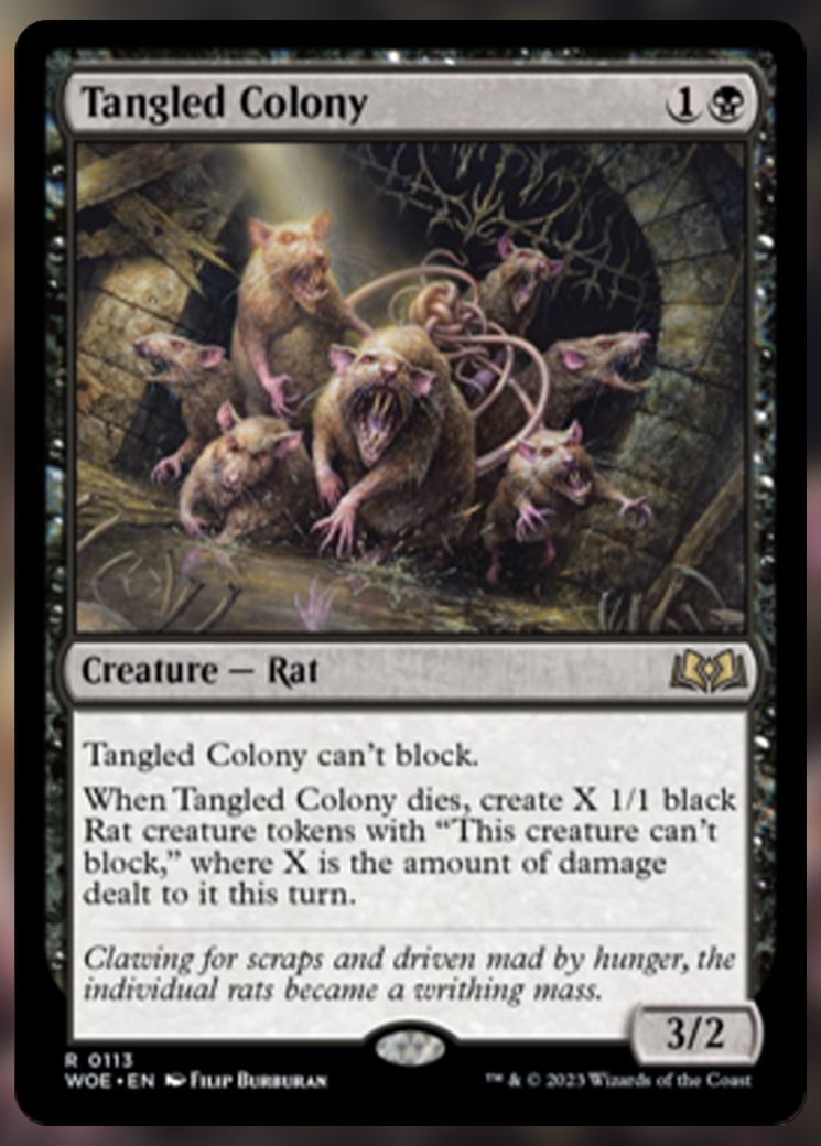 Tangled Colony