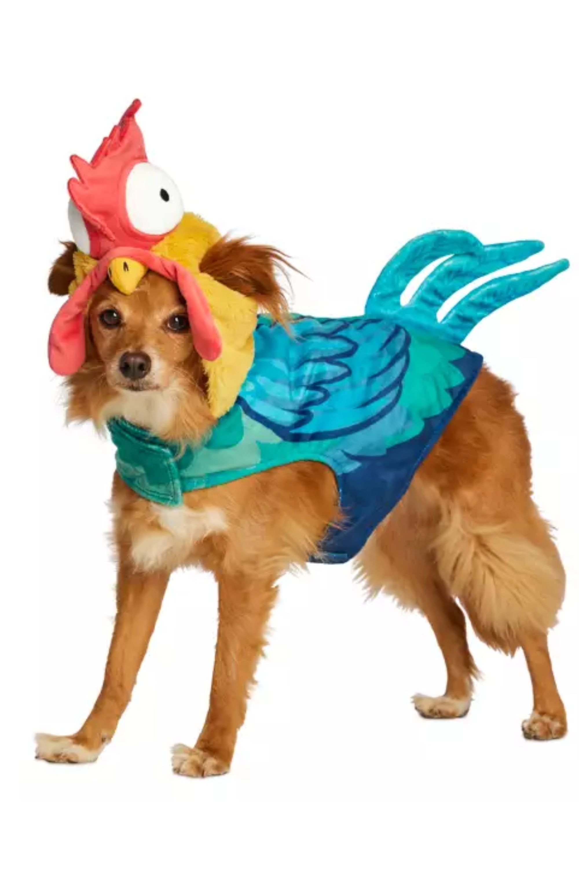 a dog dressed as hei hei from moana