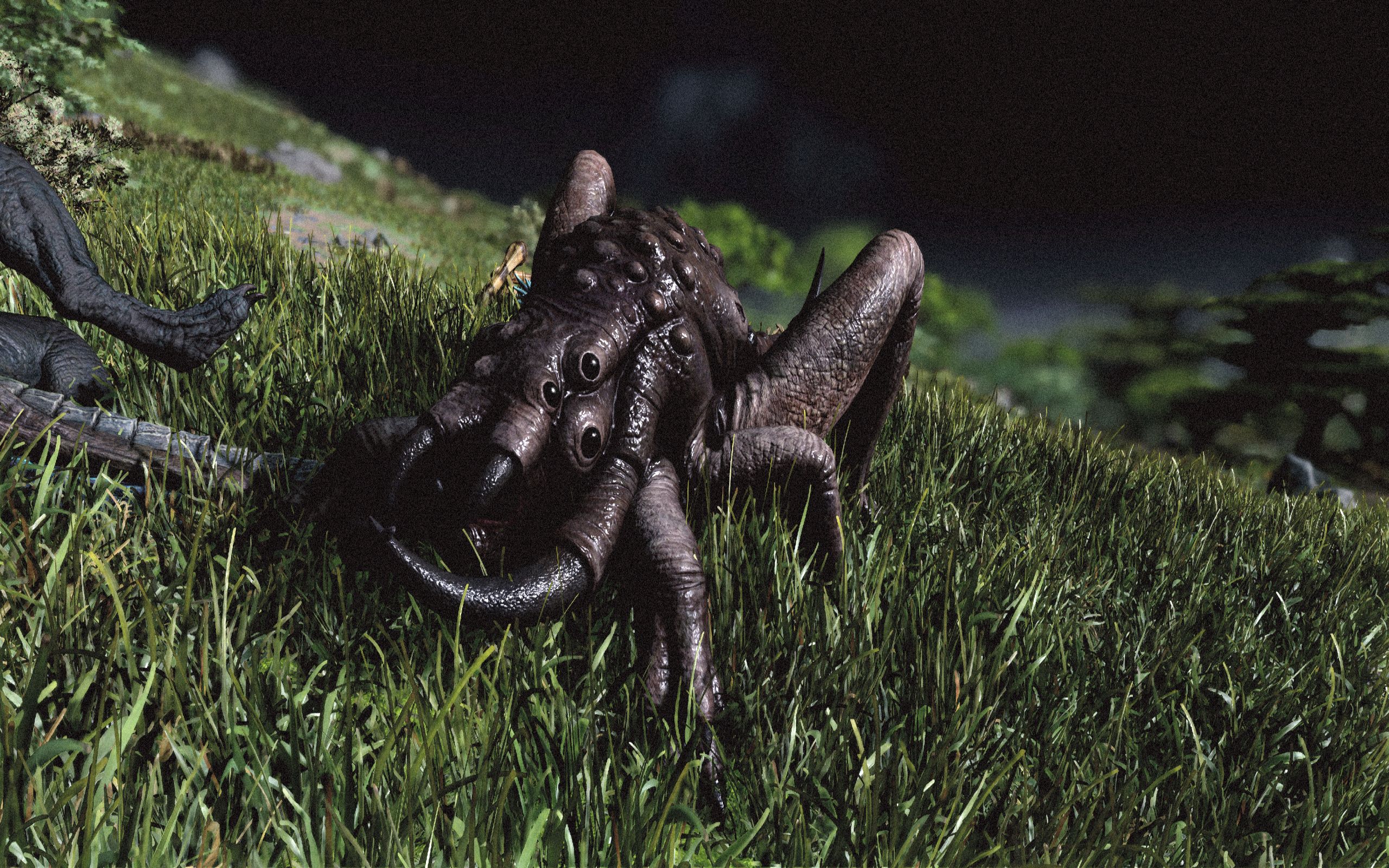 A Hunting Tuskfrog ready to pounce on its prey 