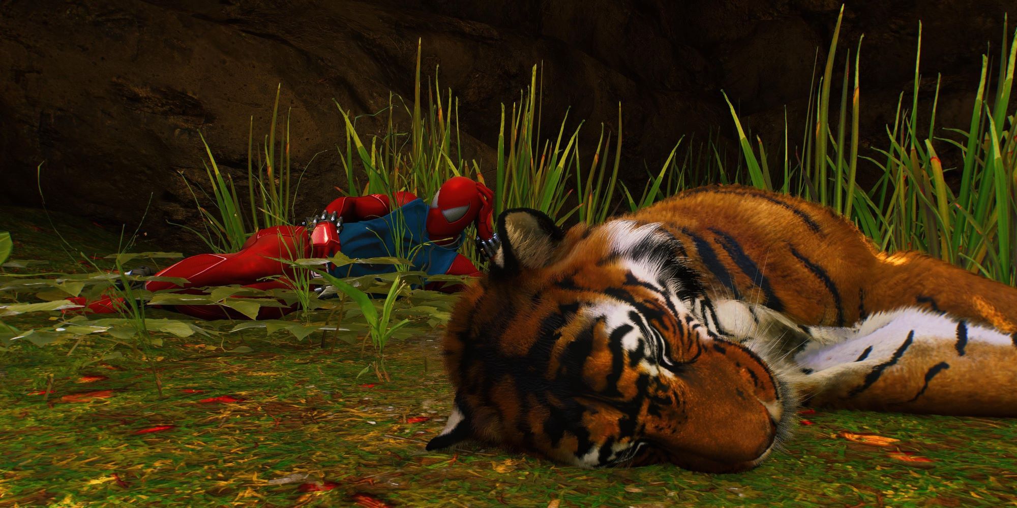 Marvel's Spider-Man 2 Peter lying next to the tiger in the Brooklyn Zoo