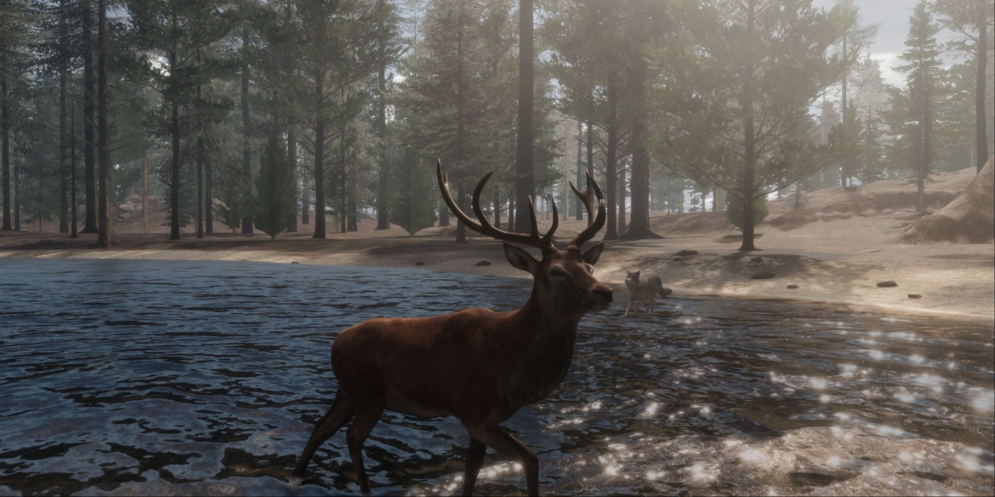 A grey wolf hunting a deer by the lake in the woods.