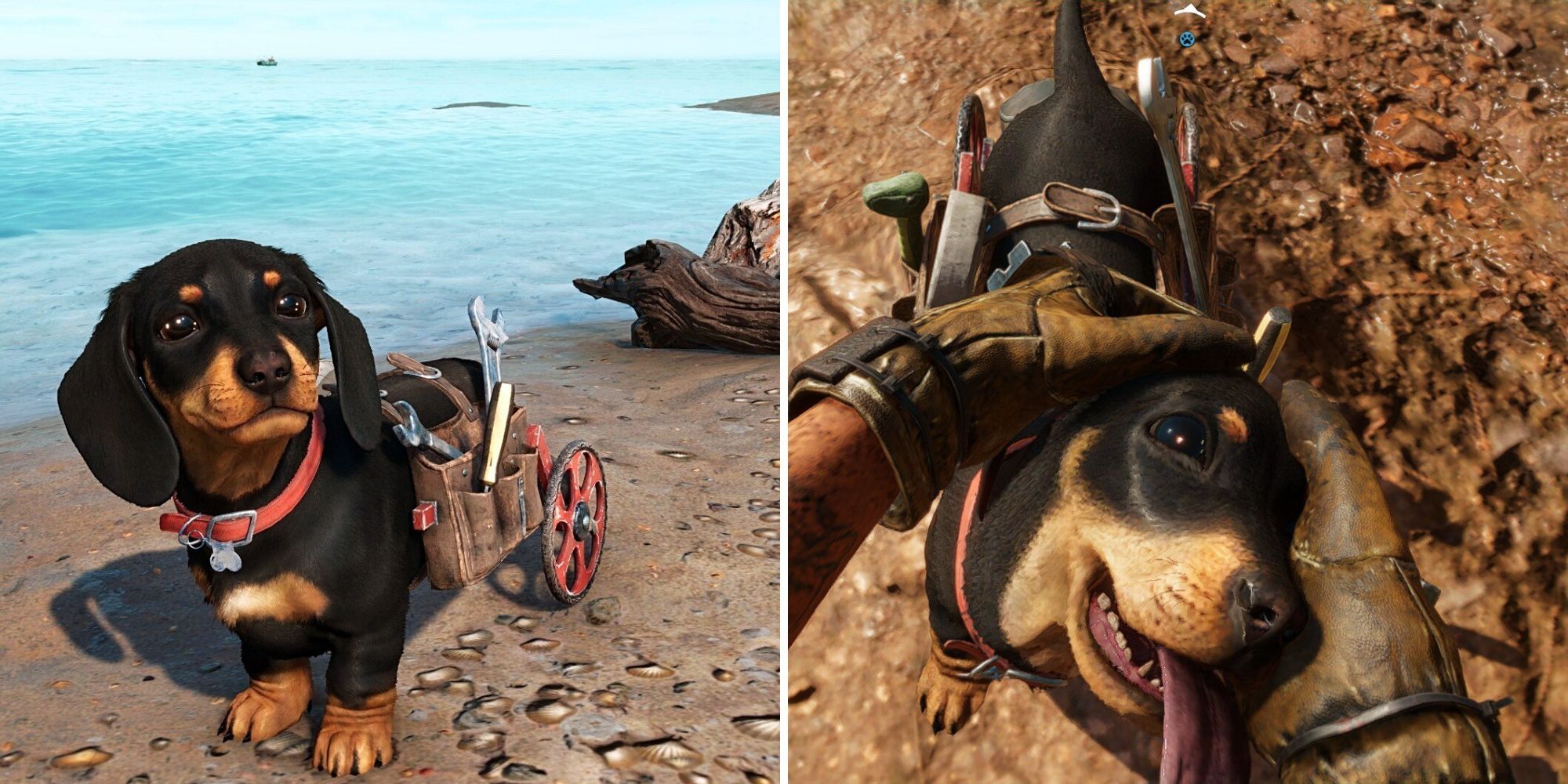 A split image of a black and brown weiner dog wearing a tool belt posing at a beach, and a first-person view of the same dog being pet.
